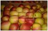Яблоки, 8 сортов, оптом от 10 кг. Наро-Фоминск - фото №1