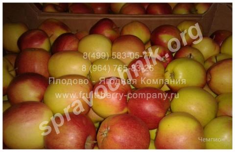 Яблоки, 8 сортов, оптом от 10 кг. Наро-Фоминск