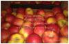 Яблоки, 8 сортов, оптом от 10 кг. Наро-Фоминск - фото №3