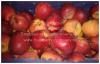 Яблоки, 8 сортов, оптом от 10 кг. Наро-Фоминск - фото №5