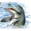 Дельфин, химчистка